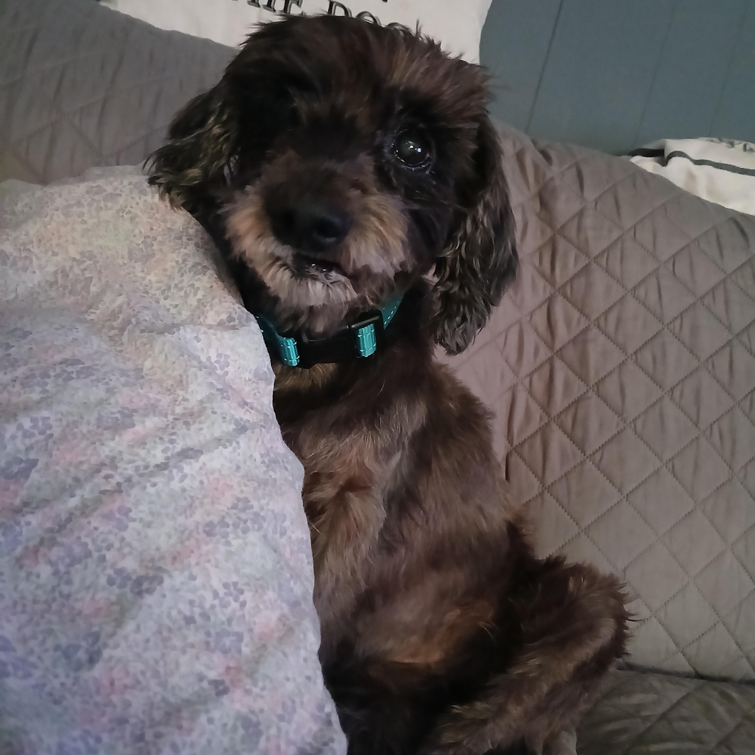 Enlarge Zoey, a Adoptable mixed breed in Normal, IL image 5/6