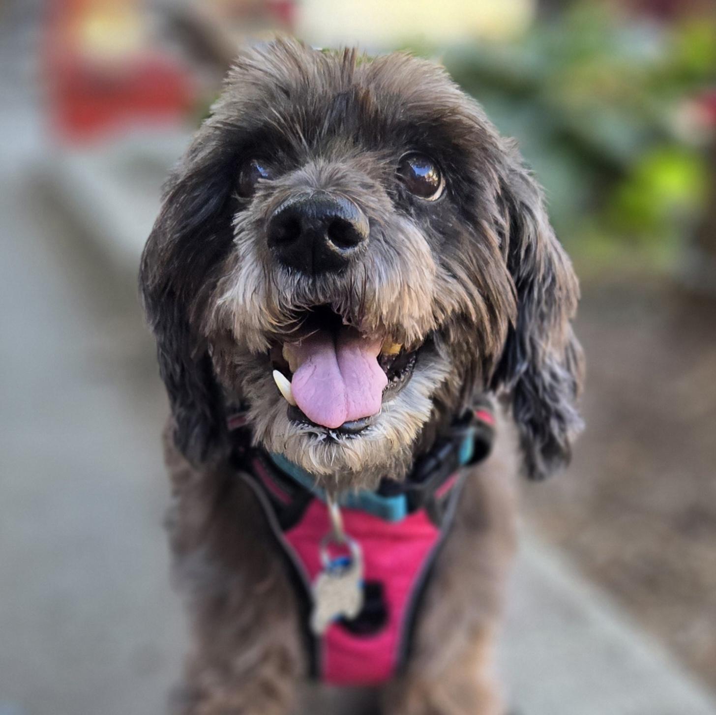 Zoey, Adoptable, Senior Female Miniature Schnauzer.