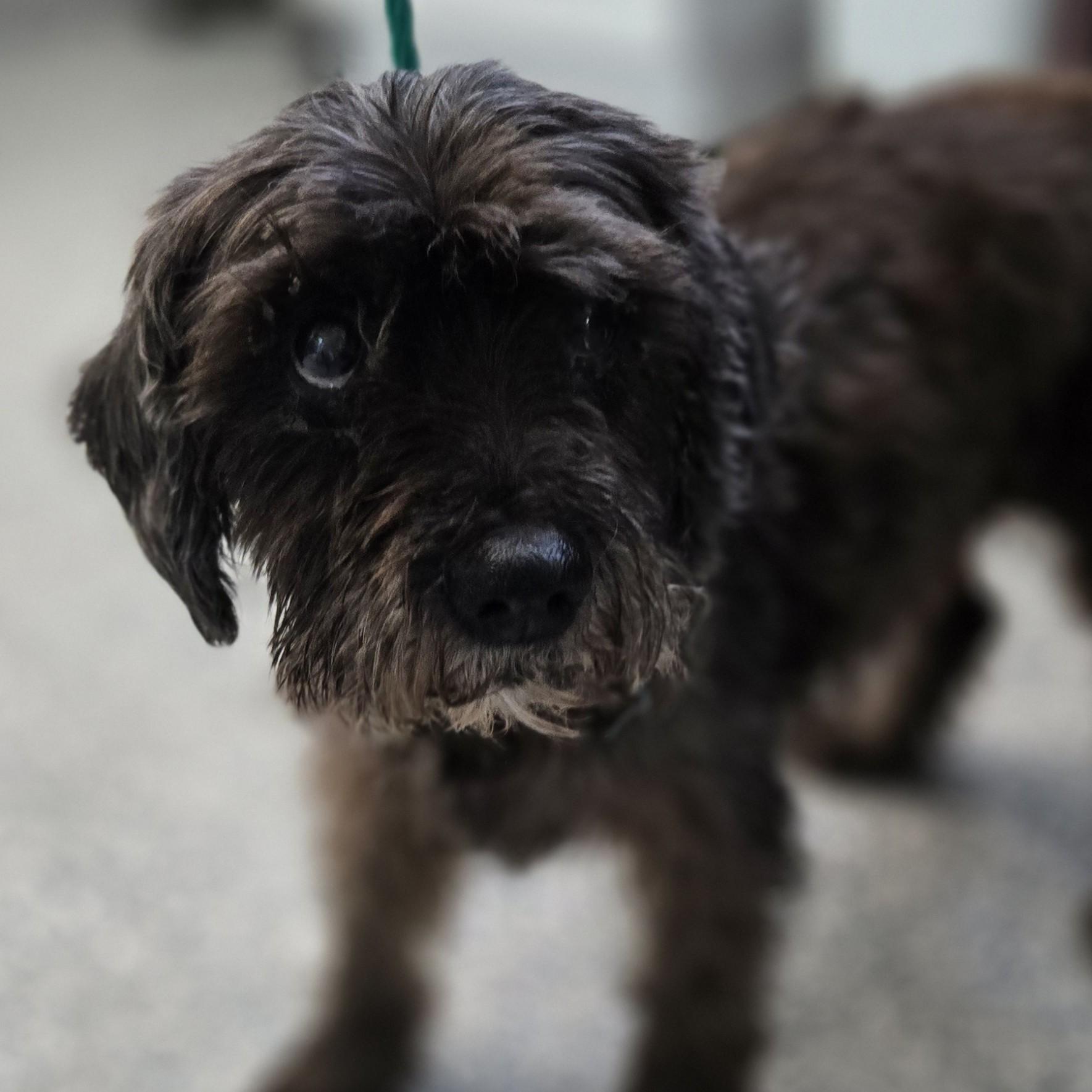 Enlarge Zoey, a Adoptable mixed breed in Normal, IL image 6/6