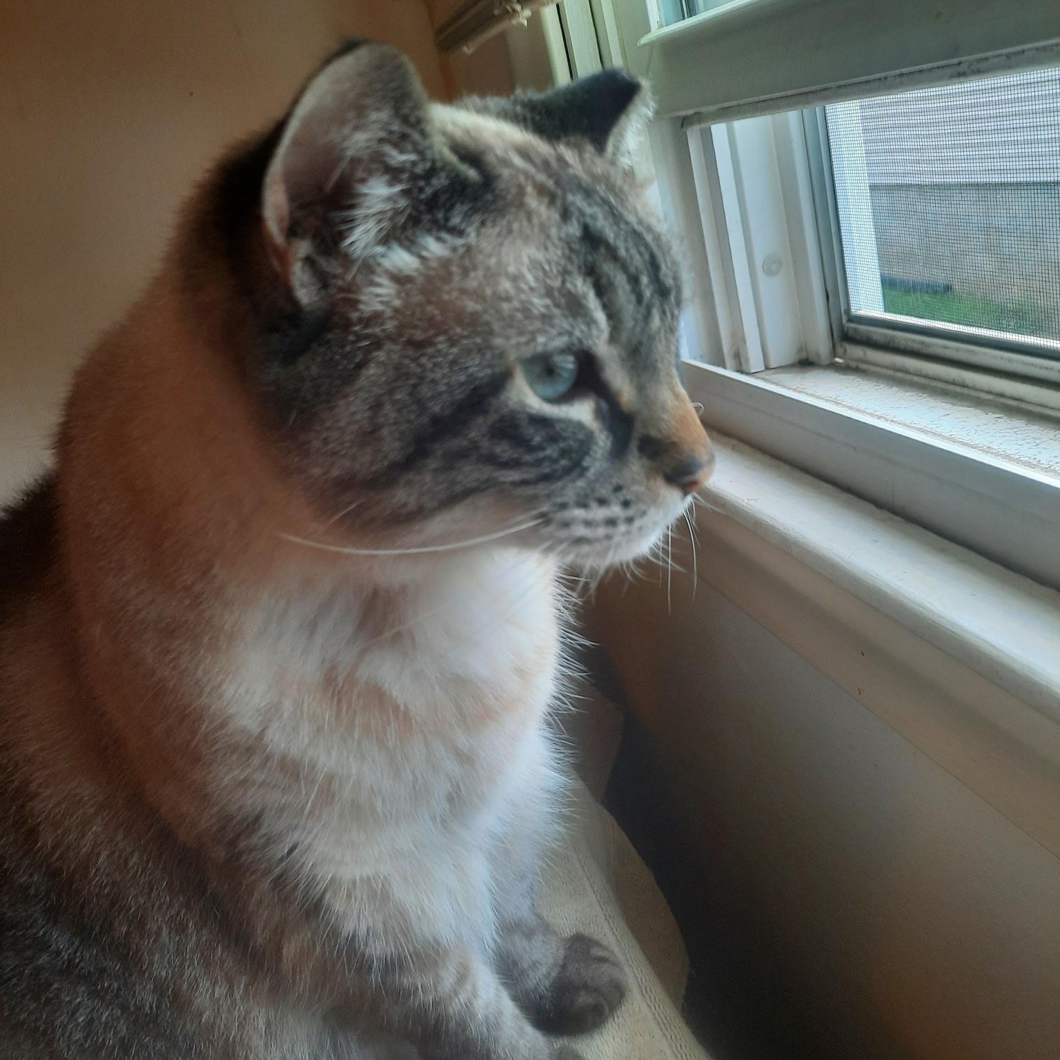 Missy