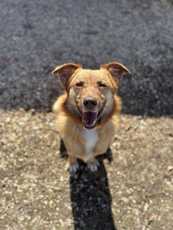 Noel / Molly, Adoptable, Adult Female German Shepherd Dog.
