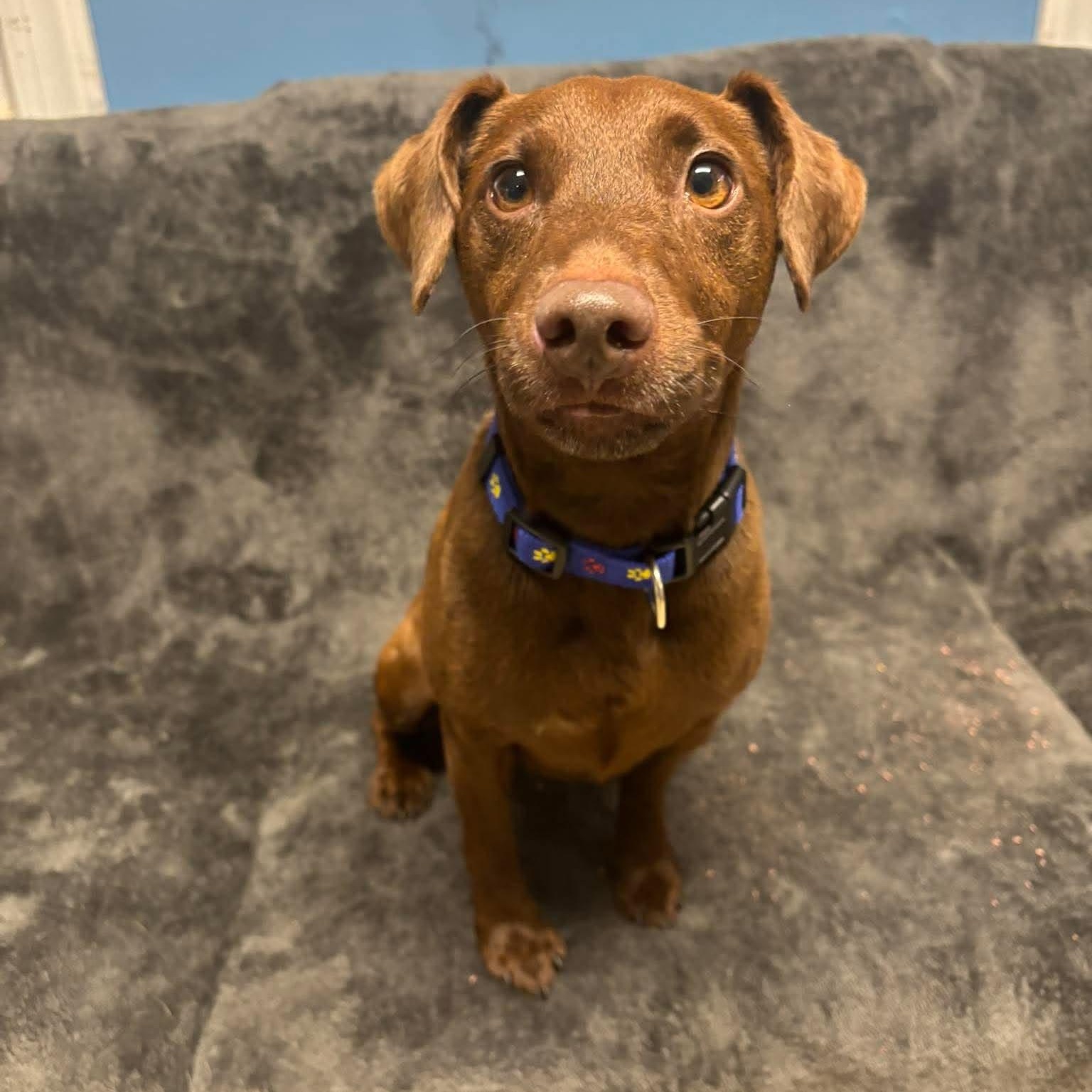 Enlarge Shock, a Adopted mixed breed in Sunderland, MD image 1/4