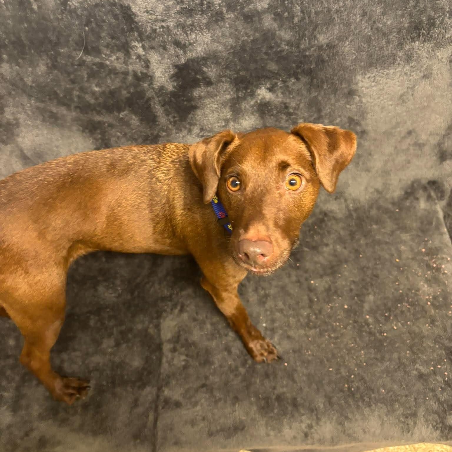 Enlarge Shock, a Adopted mixed breed in Sunderland, MD image 4/4
