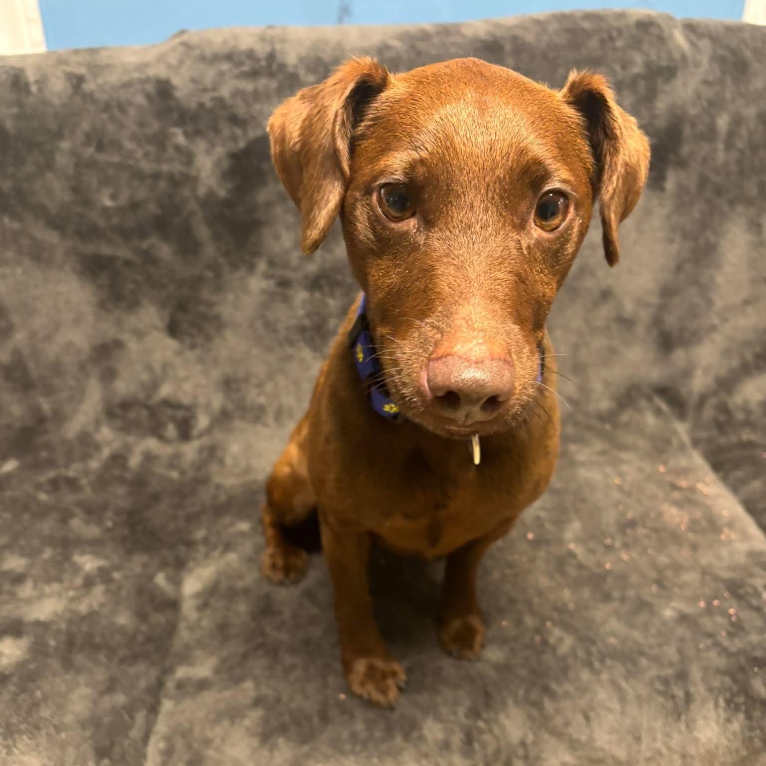 Enlarge Shock, a Adopted mixed breed in Sunderland, MD image 2/4