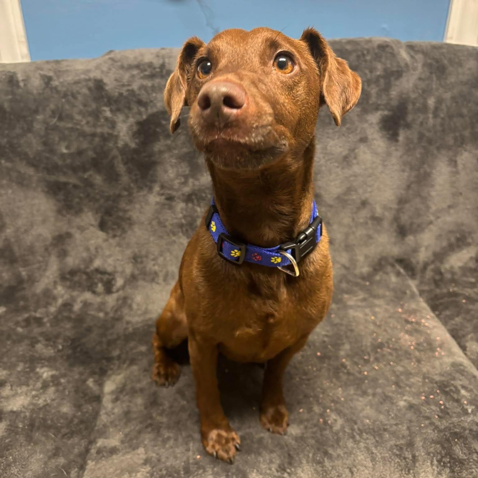 Enlarge Shock, a Adopted mixed breed in Sunderland, MD image 3/4