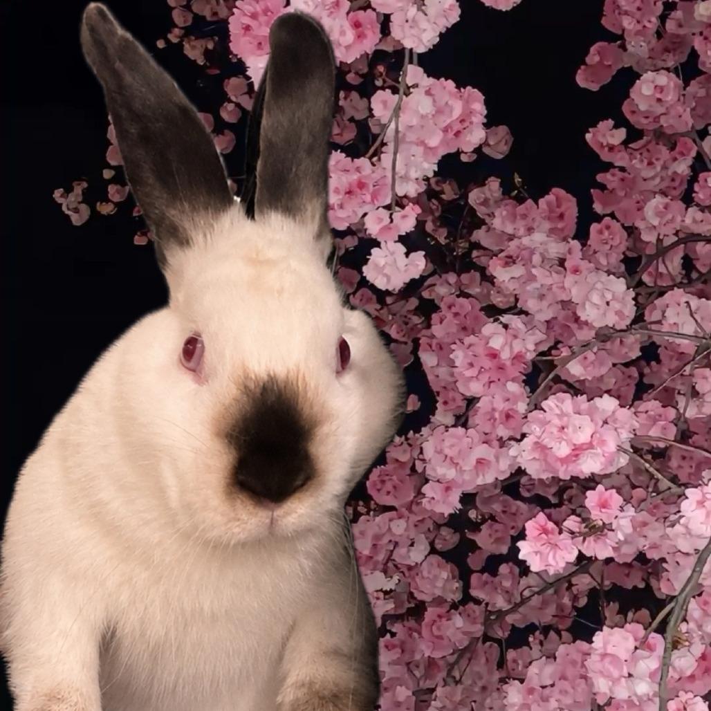 Himalaya, Adoptable, Young Male Himalayan.