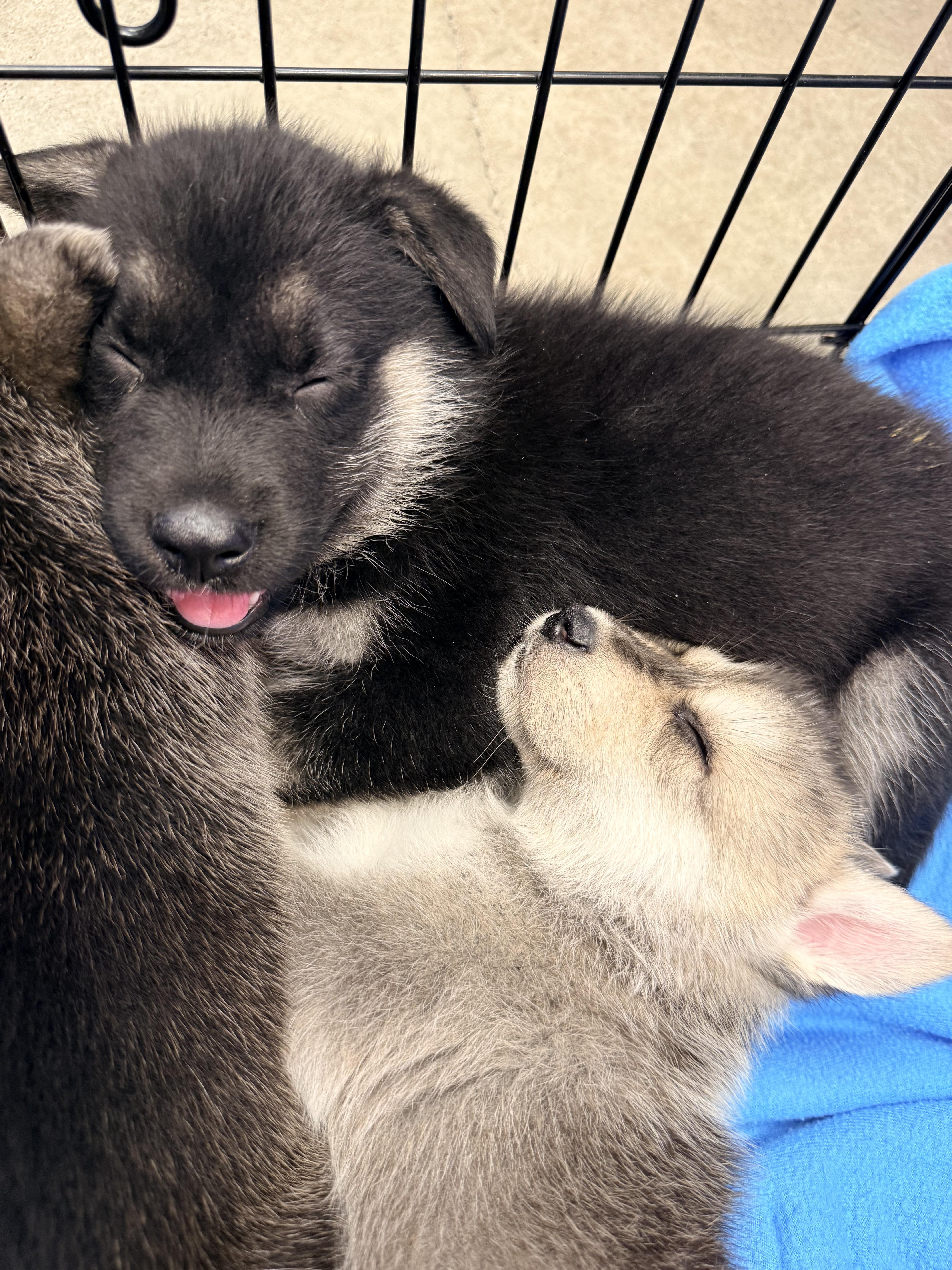 Enlarge Available NOW...adorable Apollo the shepsky, a ADOPTABLE mixed breed in Los Angeles, CA image 3/3