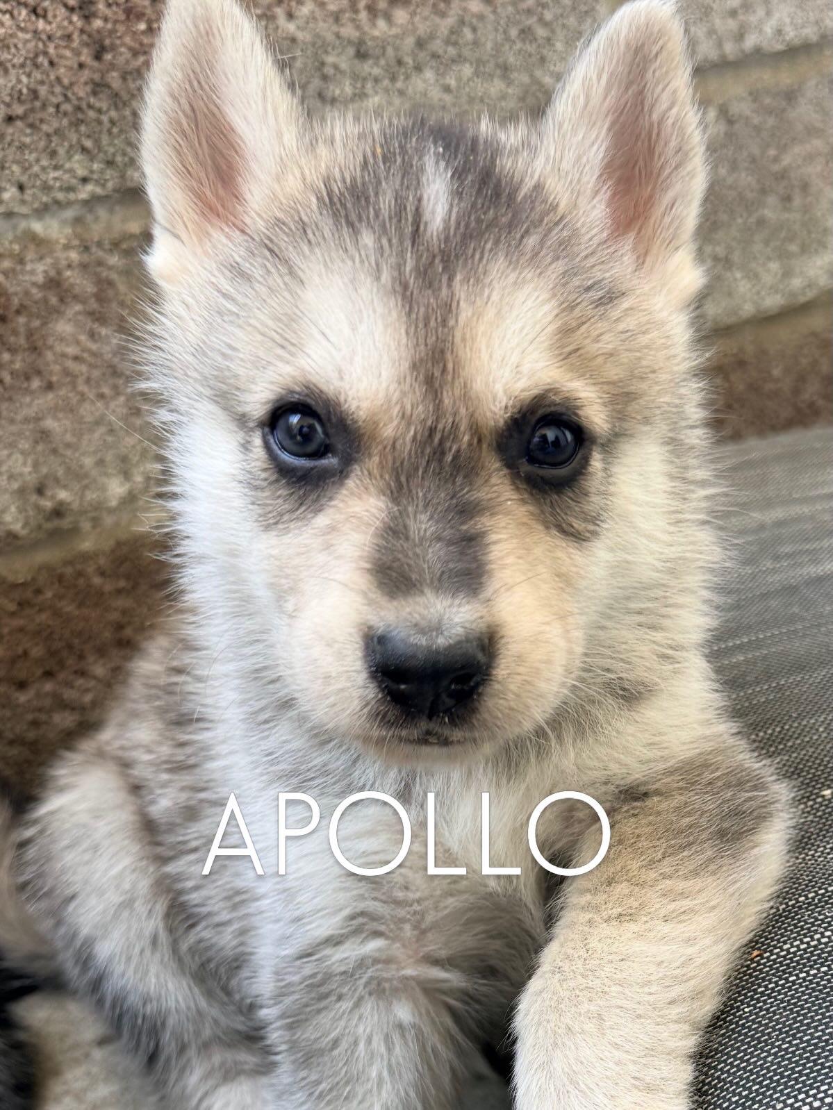 Enlarge Available NOW...adorable Apollo the shepsky, a ADOPTABLE mixed breed in Los Angeles, CA image 2/3