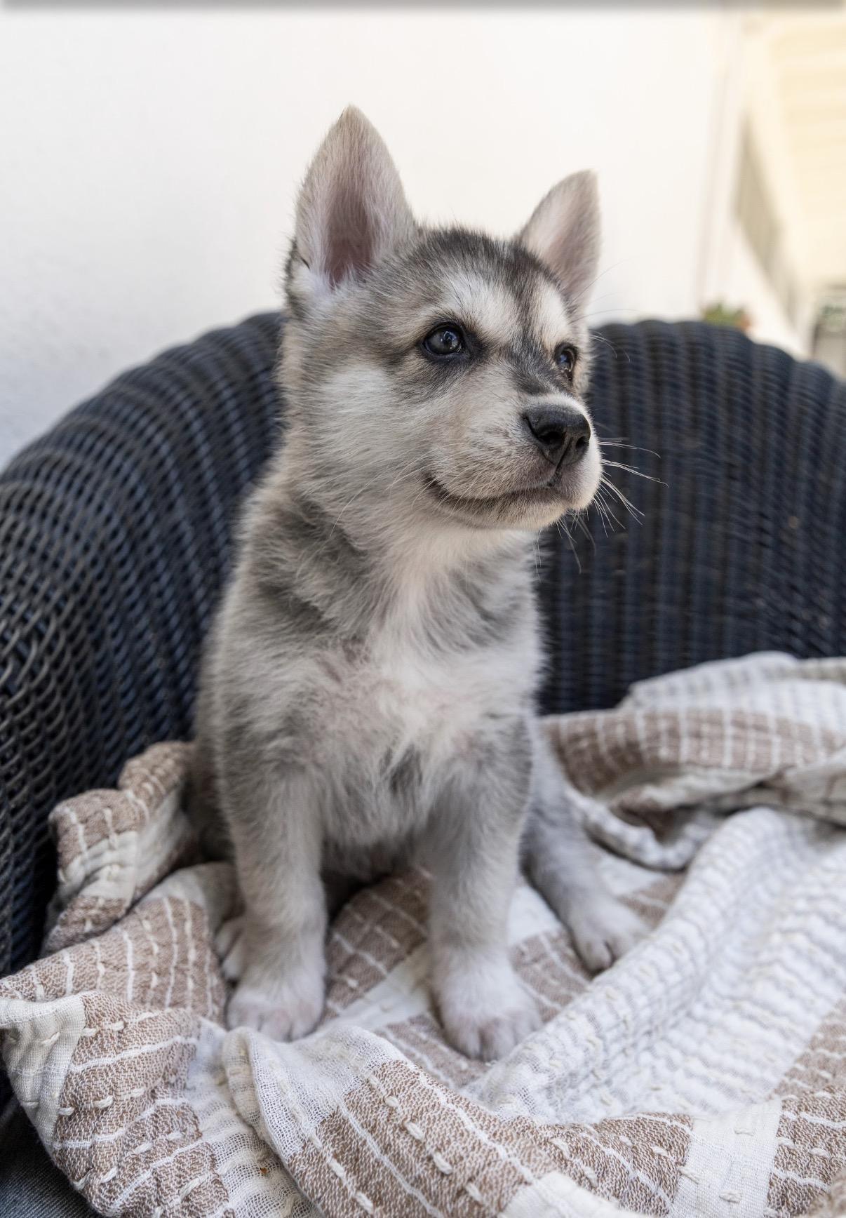 Enlarge Available NOW...adorable Apollo the shepsky, a ADOPTABLE mixed breed in Los Angeles, CA image 1/3