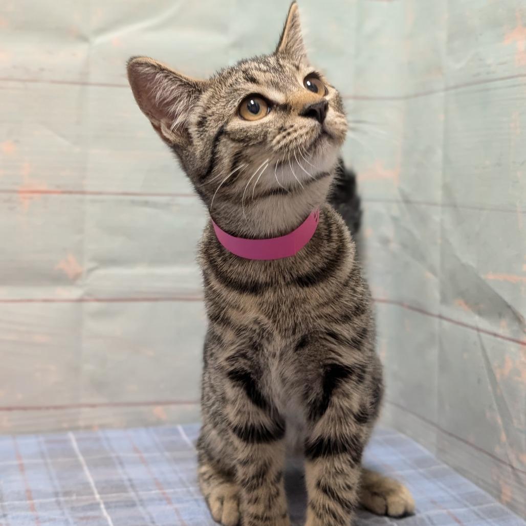 Enlarge Sun, a Adoptable Domestic Short Hair in Spokane, WA image 1/1