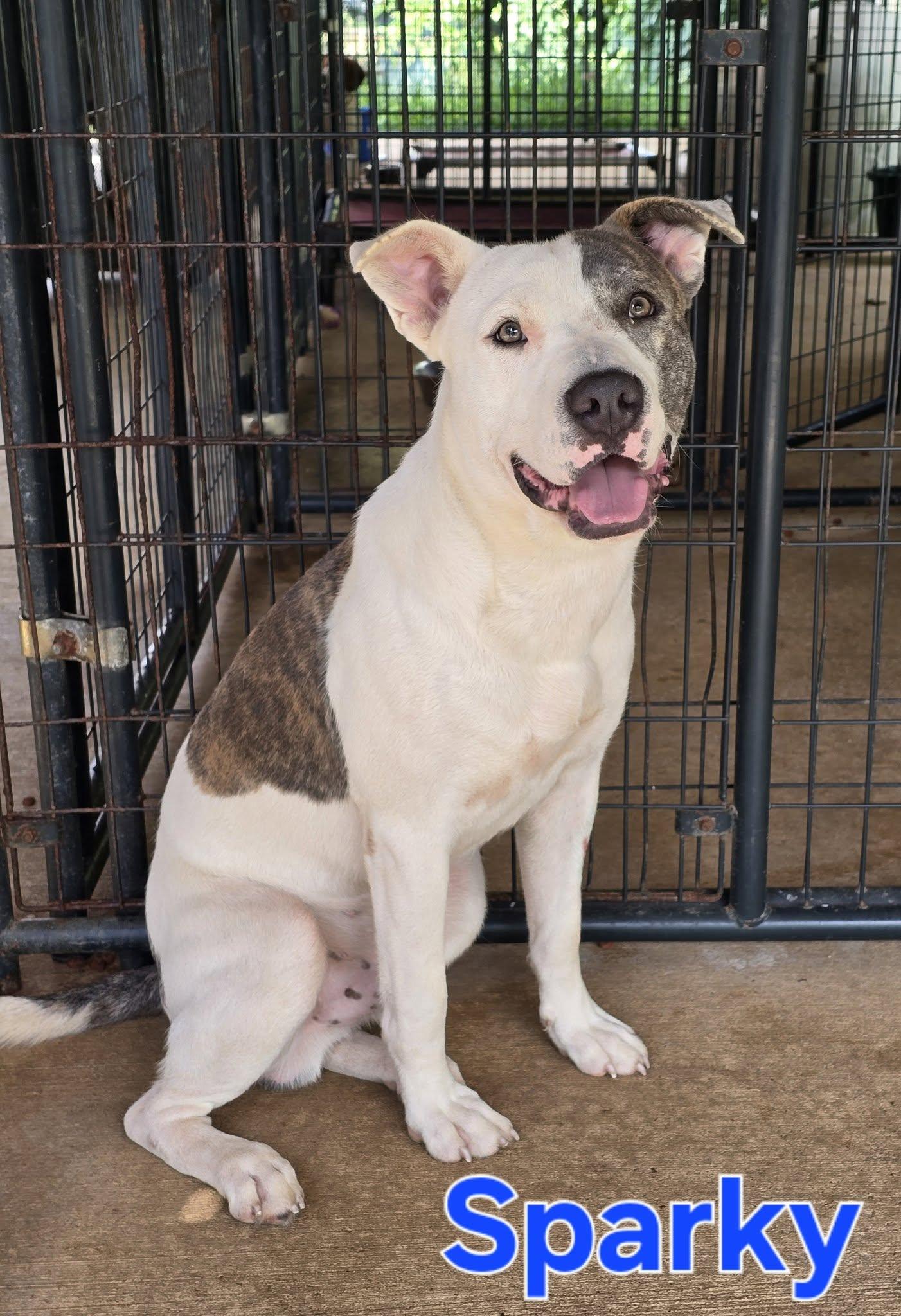 Enlarge Sparky, a Adoptable mixed breed in Bolivar, TN image 1/1