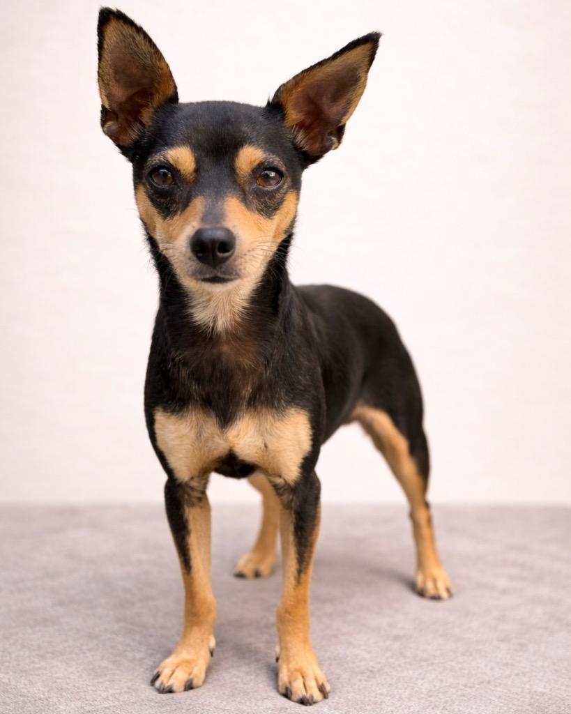 Azalea, Adoptable, Young Female Miniature Pinscher.