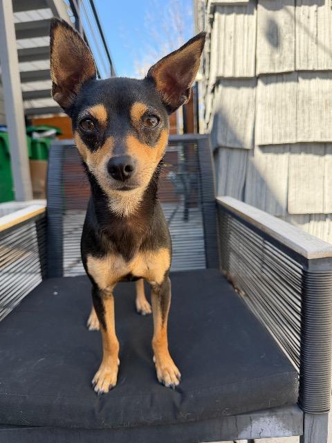 Enlarge Azalea, a Adoptable Miniature Pinscher in Reno, NV image 2/2