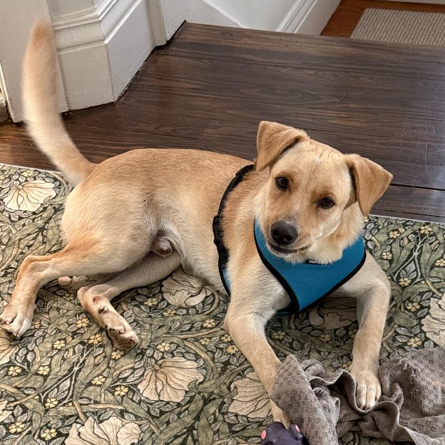 Enlarge Vanilla - The Sweetest Scoop of a Pup!, a Adoptable Yellow Labrador Retriever in CHICAGO, IL image 5/6