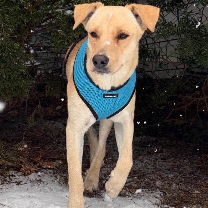 Enlarge Vanilla - The Sweetest Scoop of a Pup!, a Adoptable Yellow Labrador Retriever in CHICAGO, IL image 6/6