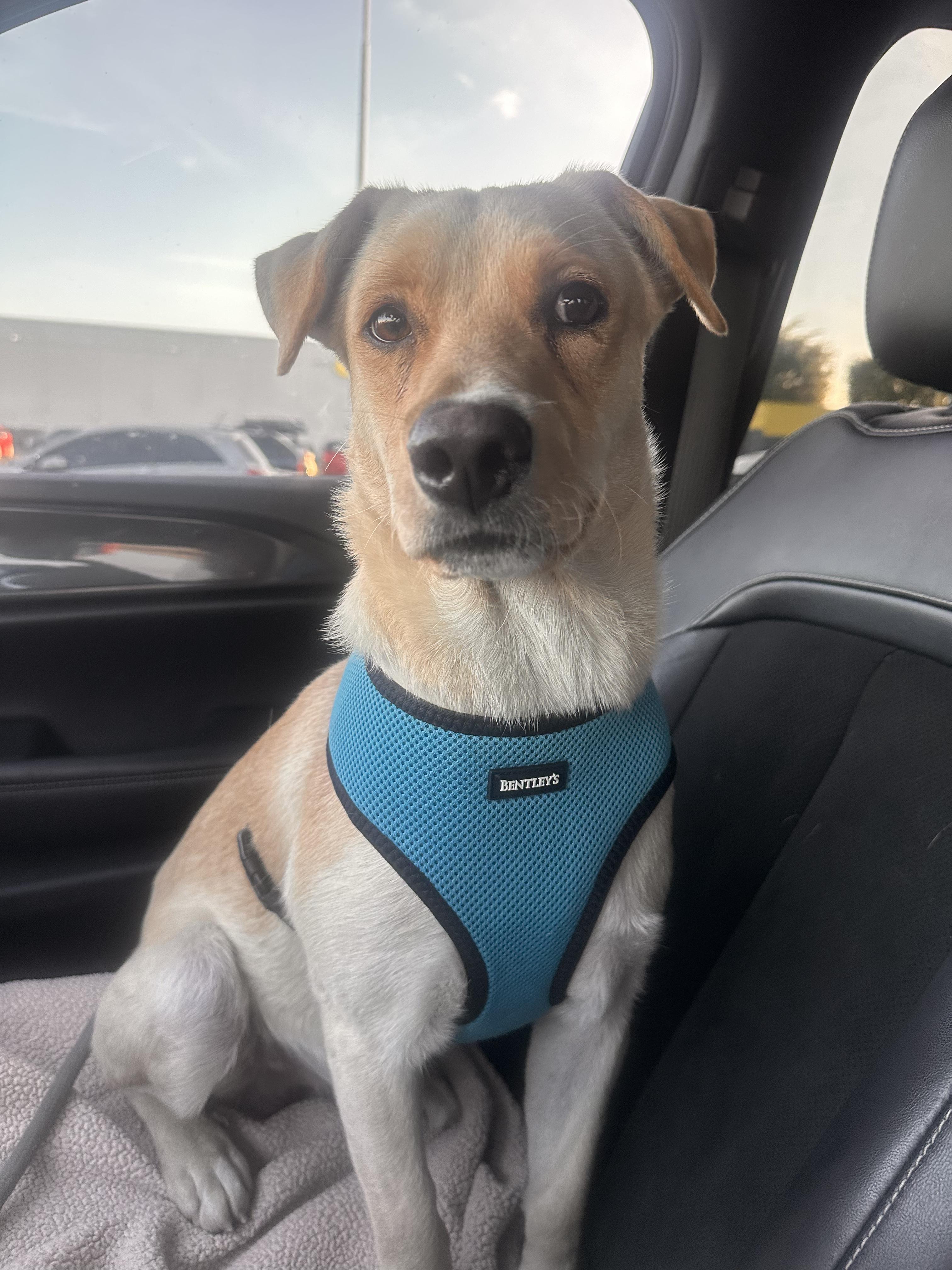 Enlarge Vanilla - The Sweetest Scoop of a Pup!, a Adoptable Yellow Labrador Retriever in CHICAGO, IL image 2/6