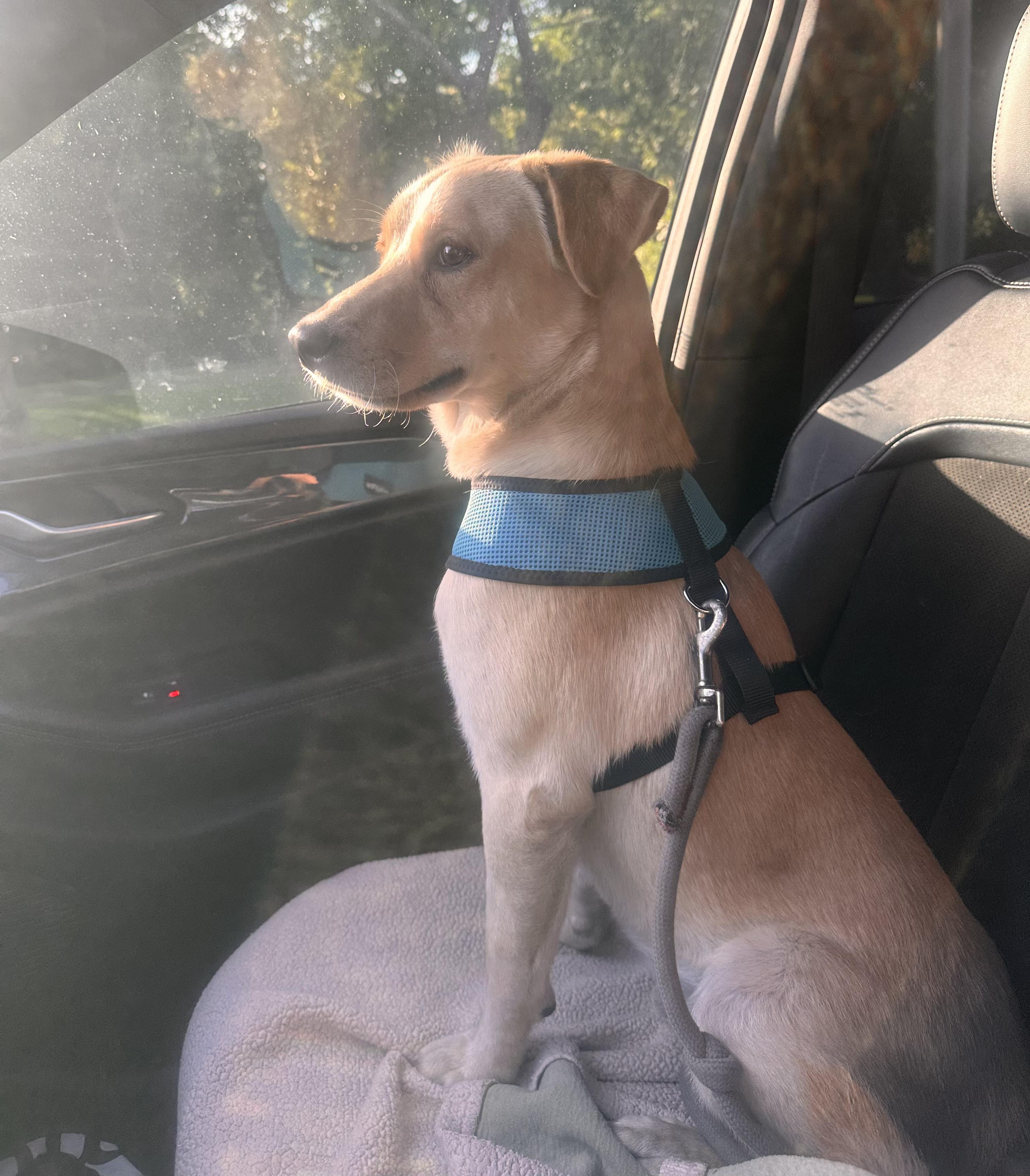 Enlarge Vanilla - The Sweetest Scoop of a Pup!, a Adoptable Yellow Labrador Retriever in CHICAGO, IL image 3/6