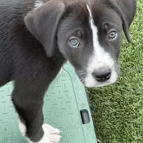 Penny, ADOPTABLE, Puppy Female Mixed Breed.