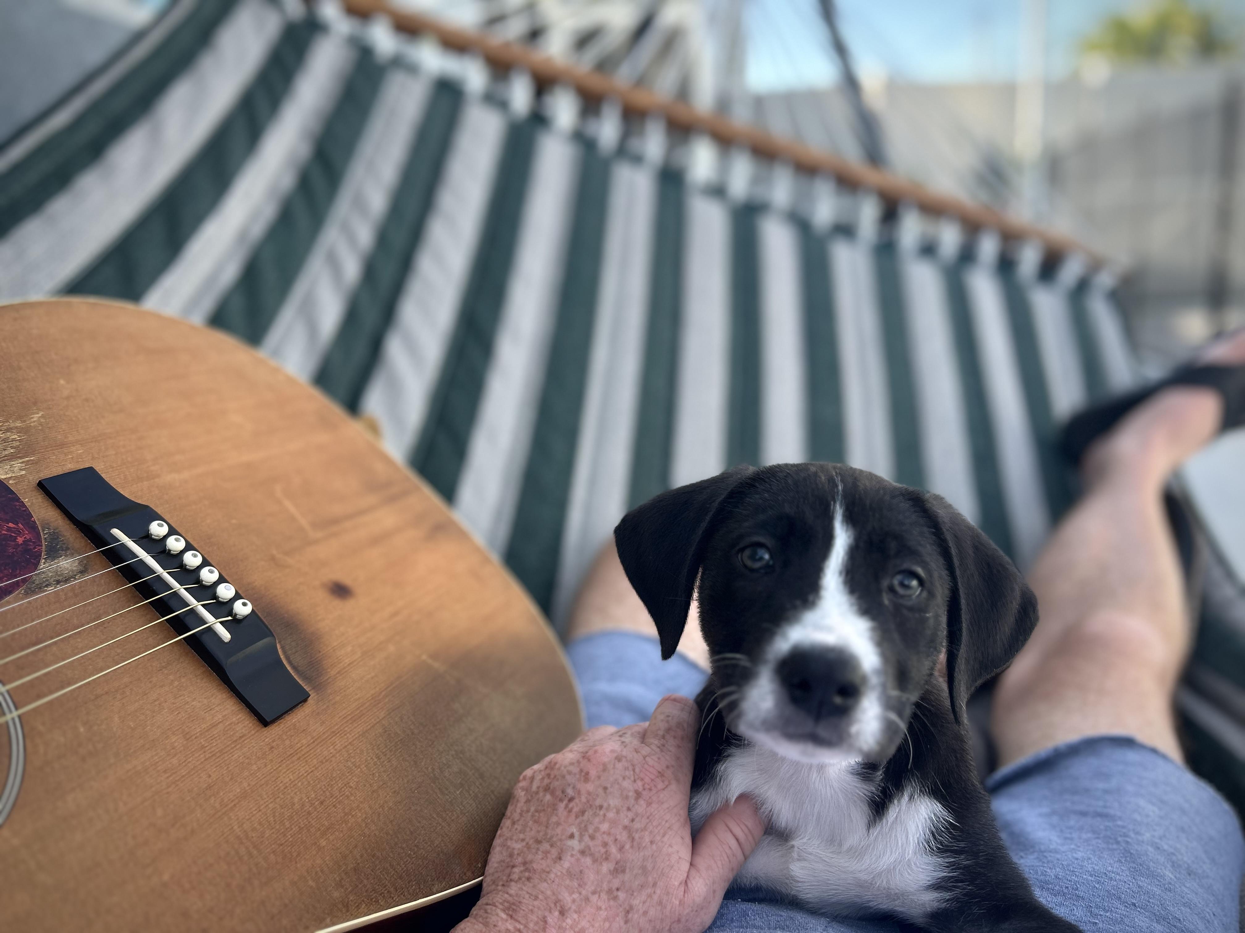 Enlarge Penny, a ADOPTABLE Mixed Breed in LEHIGH ACRES, FL image 6/6