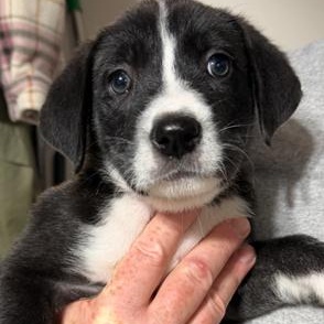 Penny, a ADOPTABLE Mixed Breed in LEHIGH ACRES, FL image 1/5