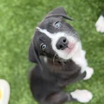 Enlarge Penny, a ADOPTABLE Mixed Breed in LEHIGH ACRES, FL image 2/6