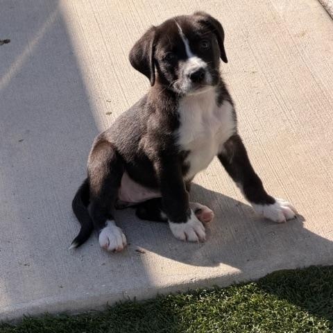 Penny, a ADOPTABLE Mixed Breed in LEHIGH ACRES, FL image 2/5