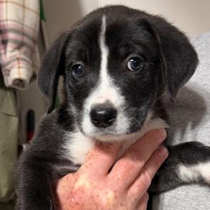 Penny, a ADOPTABLE Mixed Breed in LEHIGH ACRES, FL image 3/5