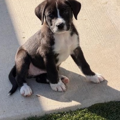 Penny, a ADOPTABLE Mixed Breed in LEHIGH ACRES, FL image 4/5