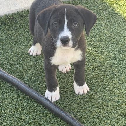 Penny, a ADOPTABLE Mixed Breed in LEHIGH ACRES, FL image 5/5