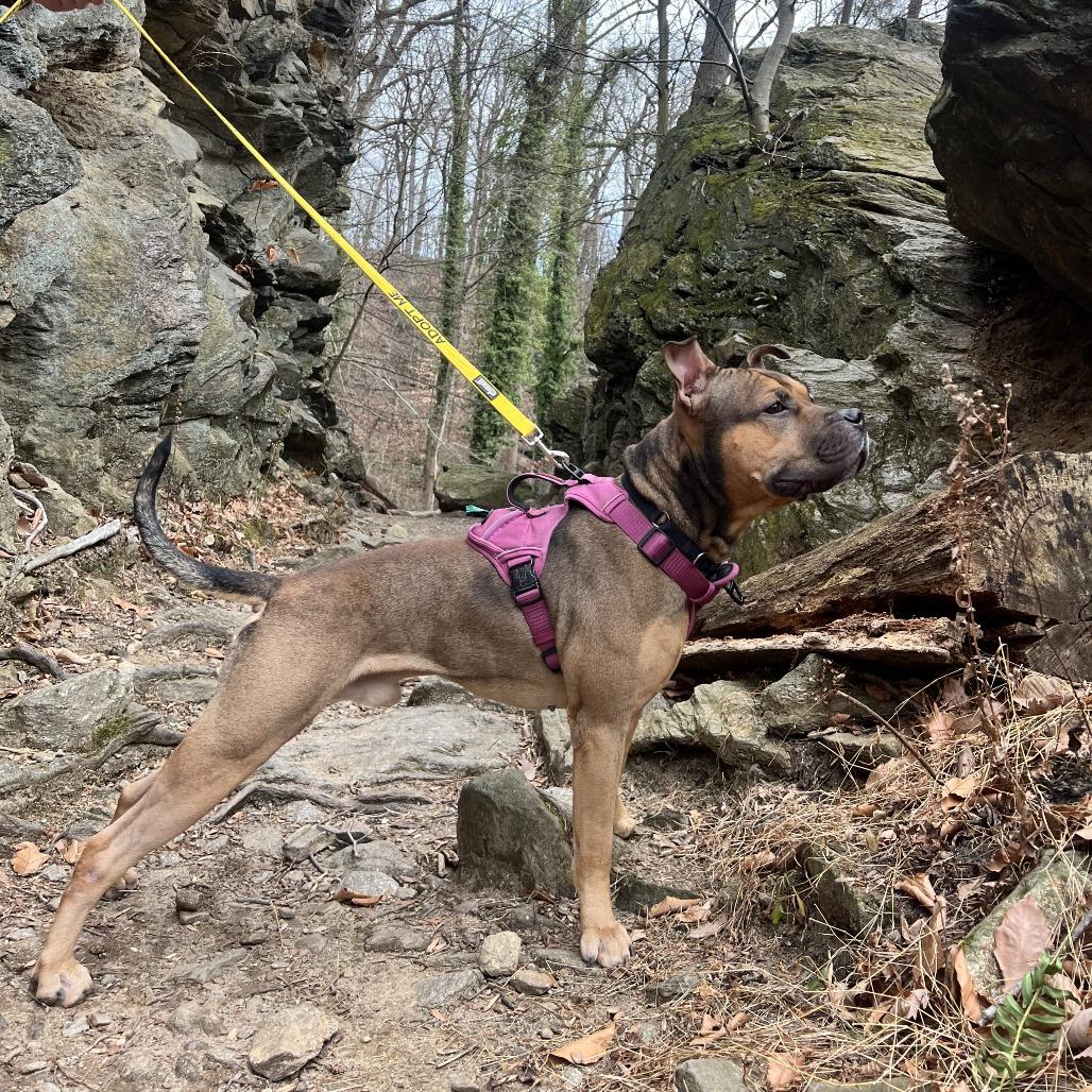 Bam Bam, a Adoptable Mixed Breed in Philadelphia, PA image 1/6