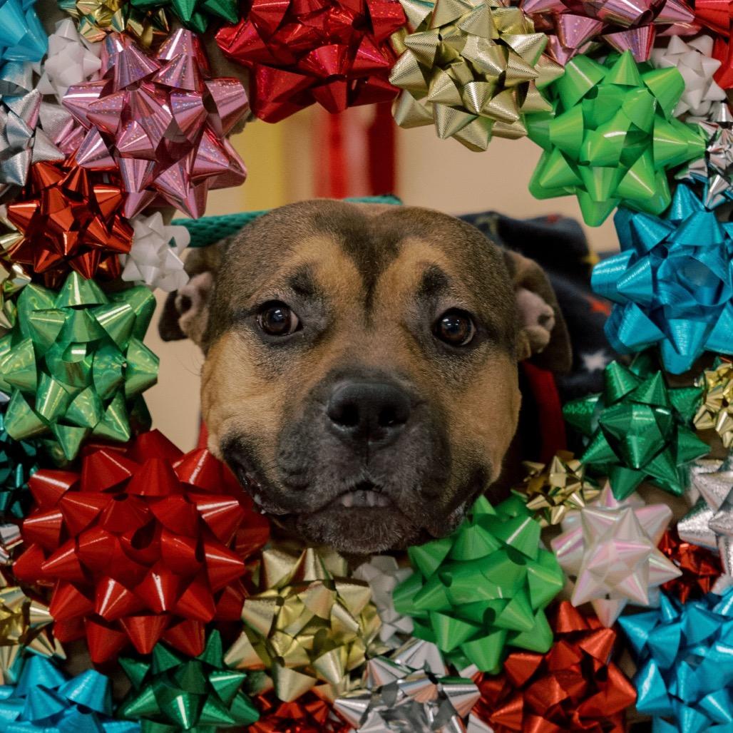 Bam Bam, a Adoptable Mixed Breed in Philadelphia, PA image 2/6