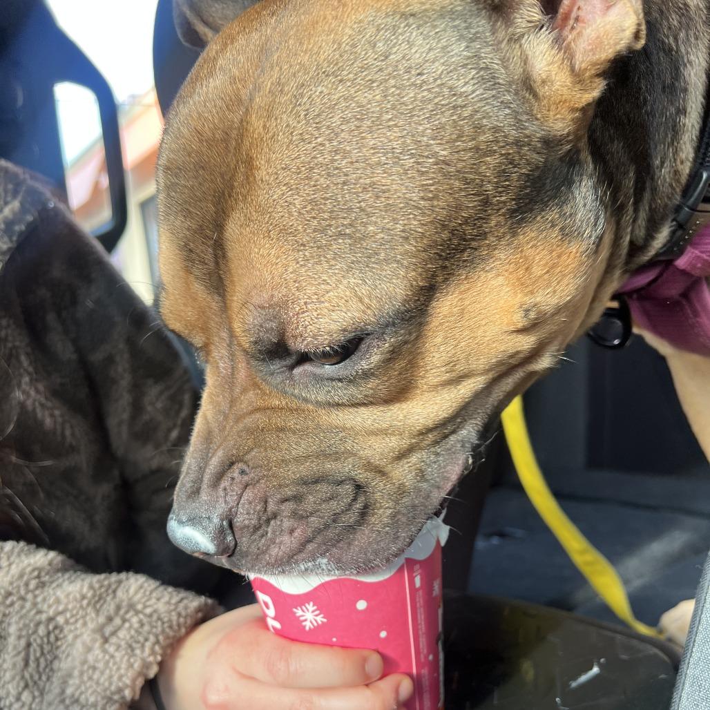 Bam Bam, a Adoptable Mixed Breed in Philadelphia, PA image 4/6