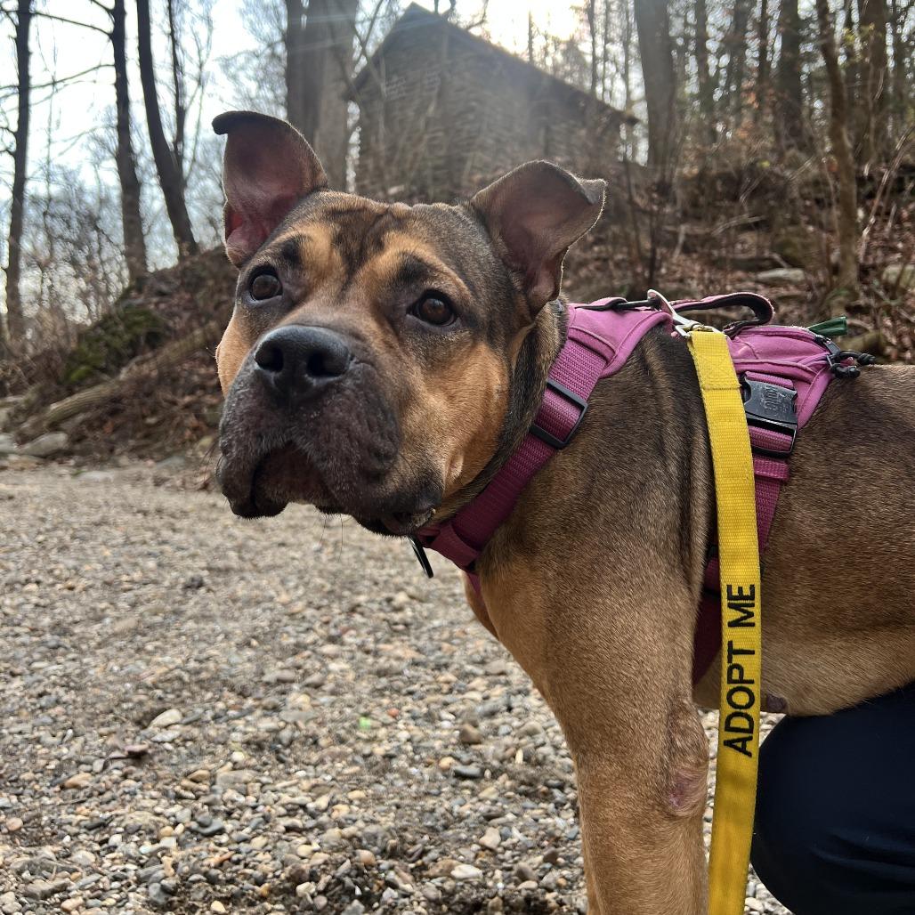 Bam Bam, a Adoptable Mixed Breed in Philadelphia, PA image 5/6