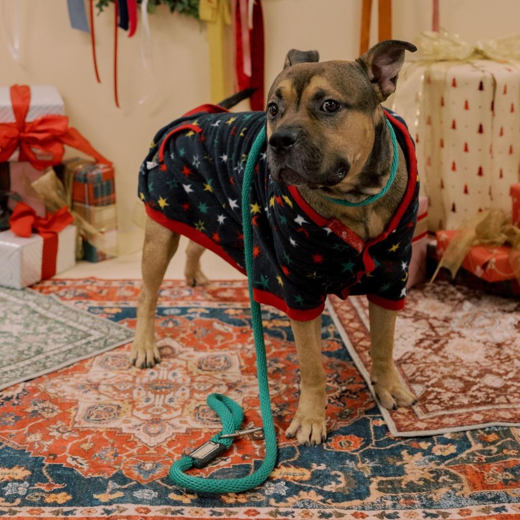 Bam Bam, a Adoptable Mixed Breed in Philadelphia, PA image 6/6