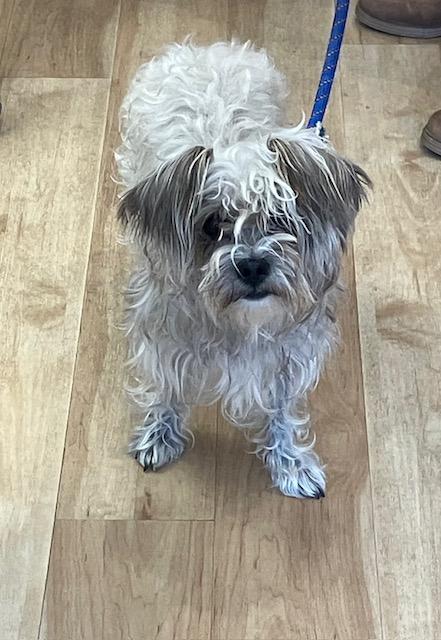 Margaret "Millie", Adopted, Adult Female Miniature Schnauzer.