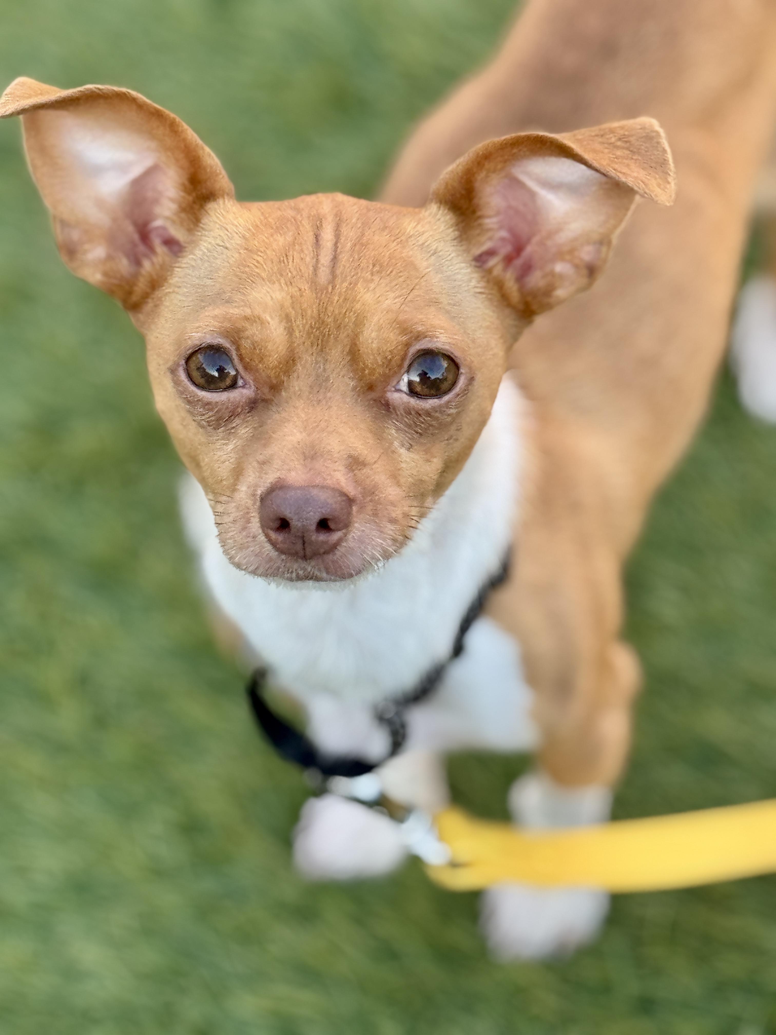 Enlarge Woofles, a ADOPTABLE Chihuahua in San Francisco, CA image 1/1