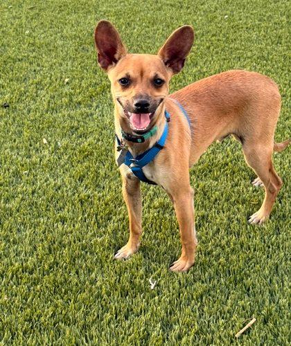 Yippie, Adoptable, Puppy Male Chihuahua.