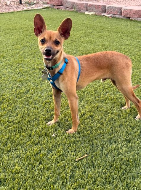 Enlarge Yippie, a Adoptable Chihuahua in Henderson, NV image 2/3