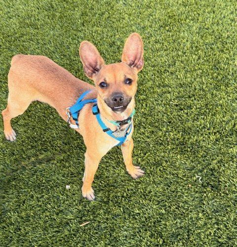 Enlarge Yippie, a Adoptable Chihuahua in Henderson, NV image 3/3
