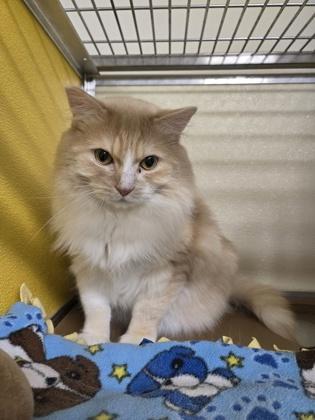 Of Krookshanks thumbnail 2