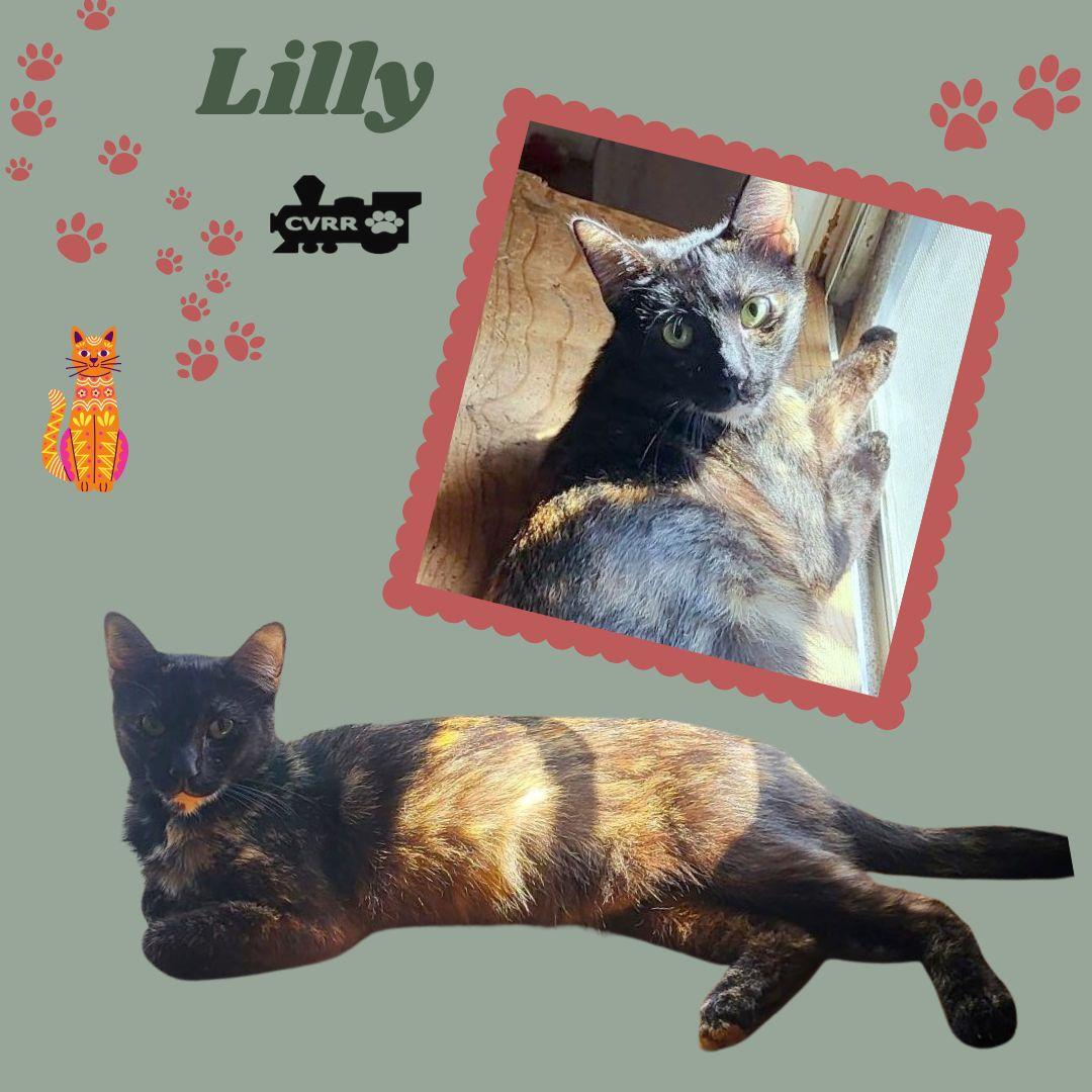 Enlarge Lilly (Cat), a Adoptable Tortoiseshell in LINDSAY, CA image 1/1