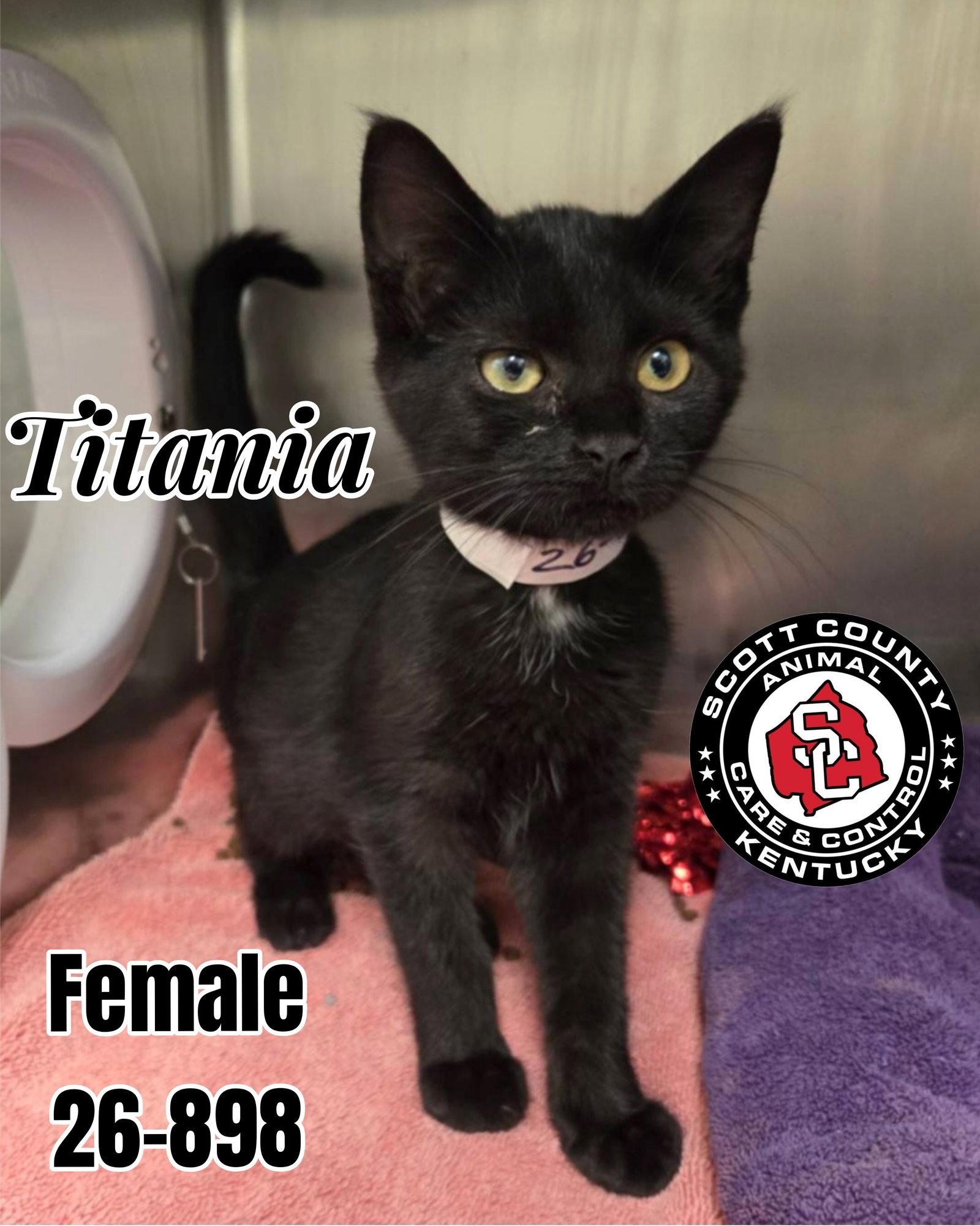 Enlarge Titania, a Adoptable Domestic Short Hair in Georgetown, KY image 1/1