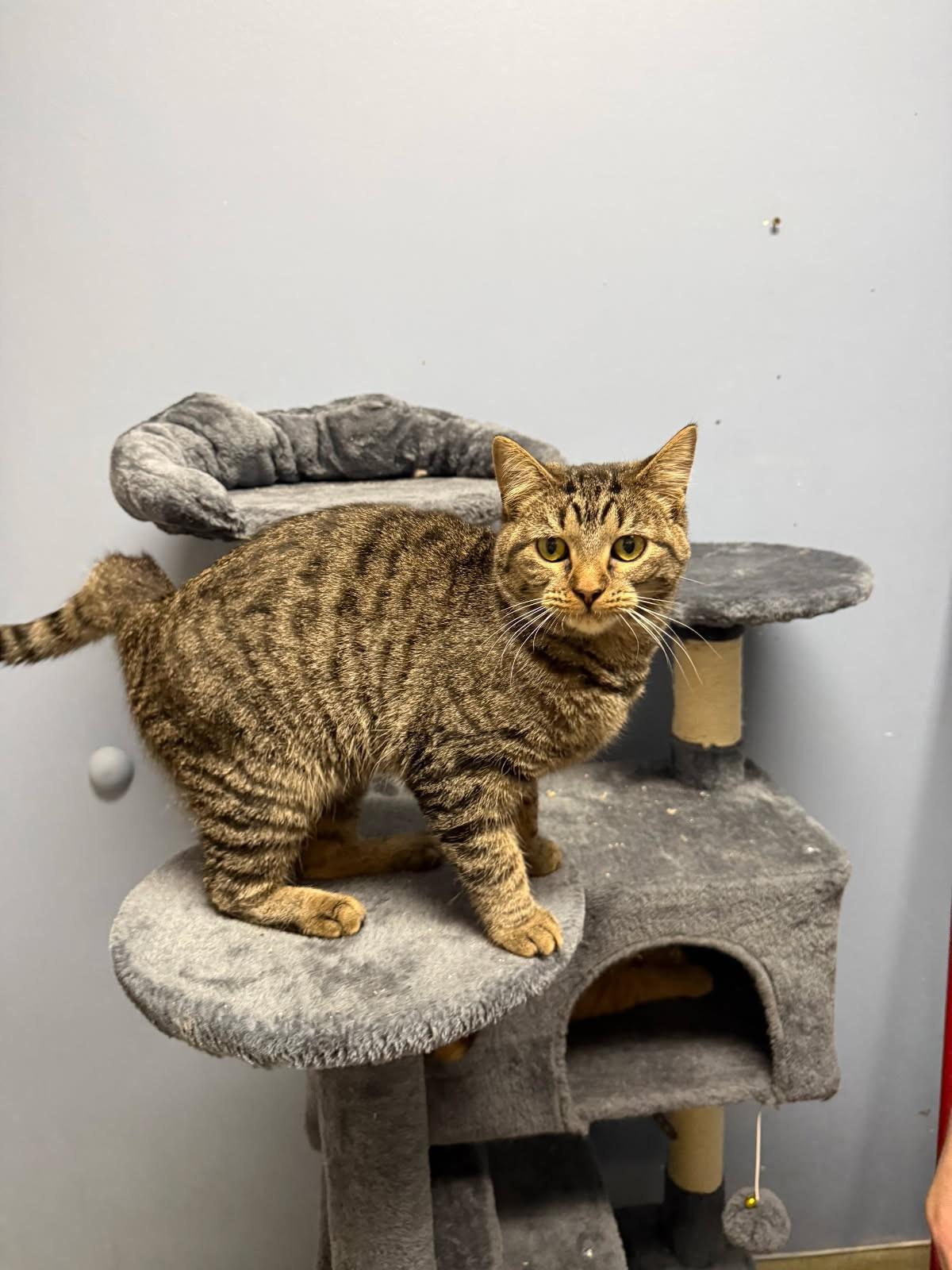 Enlarge Merida, a ADOPTABLE Domestic Short Hair in Rock Falls, IL image 1/2