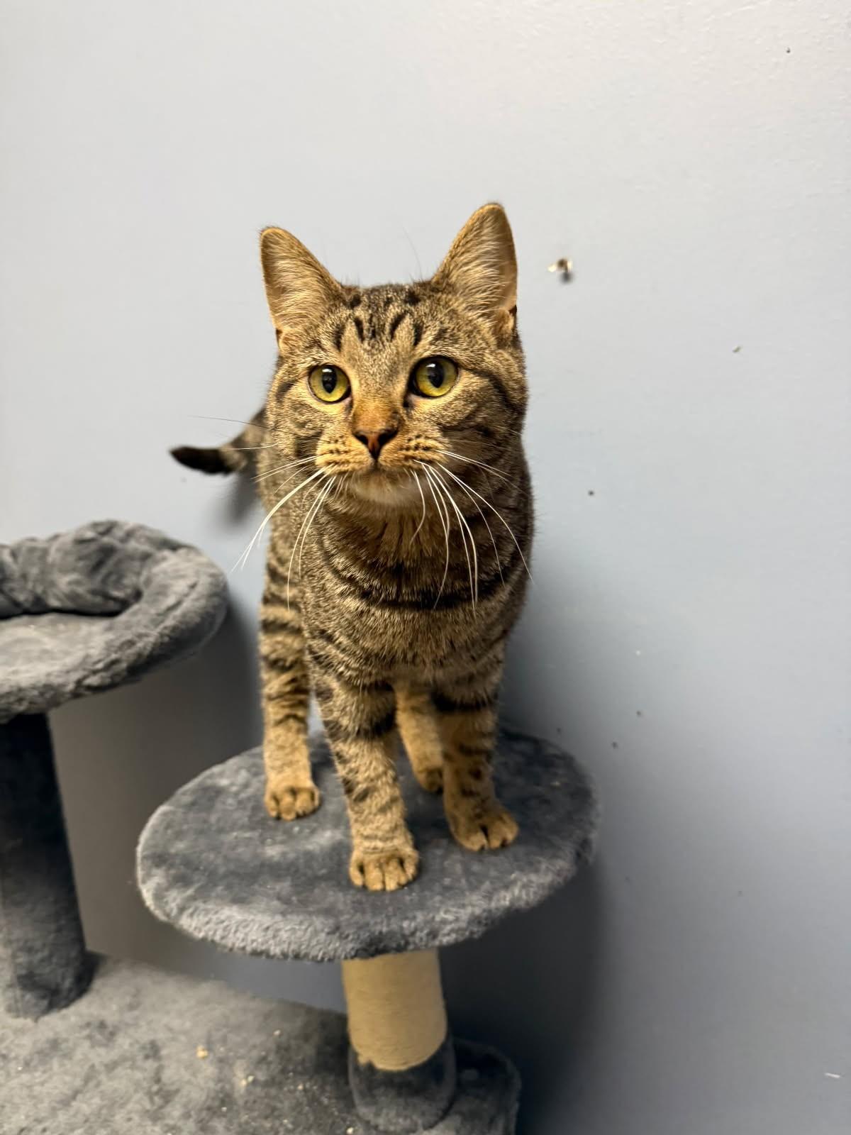 Enlarge Merida, a ADOPTABLE Domestic Short Hair in Rock Falls, IL image 2/2