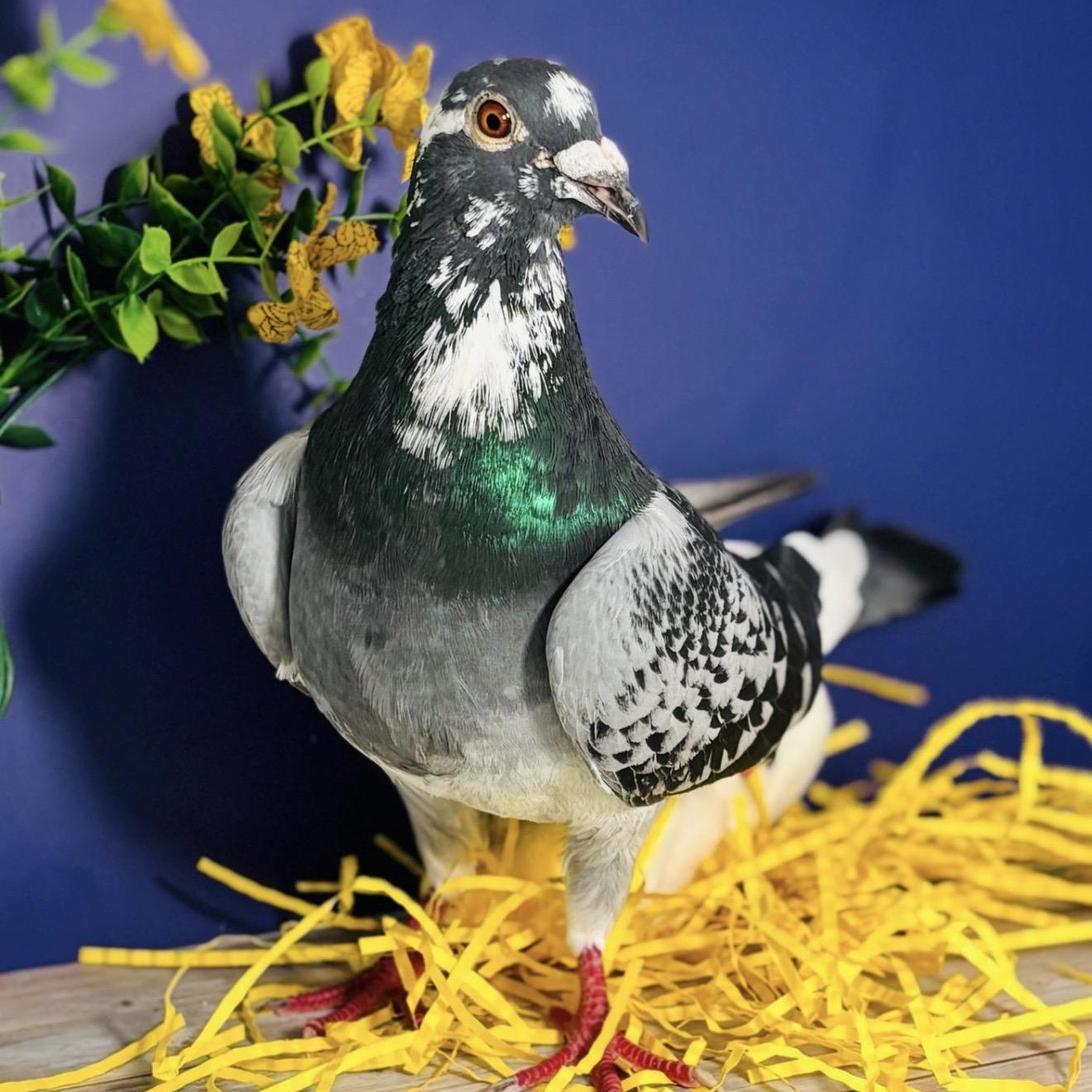 Tetela , a ADOPTABLE Pigeon in Chicago, IL image 3/4