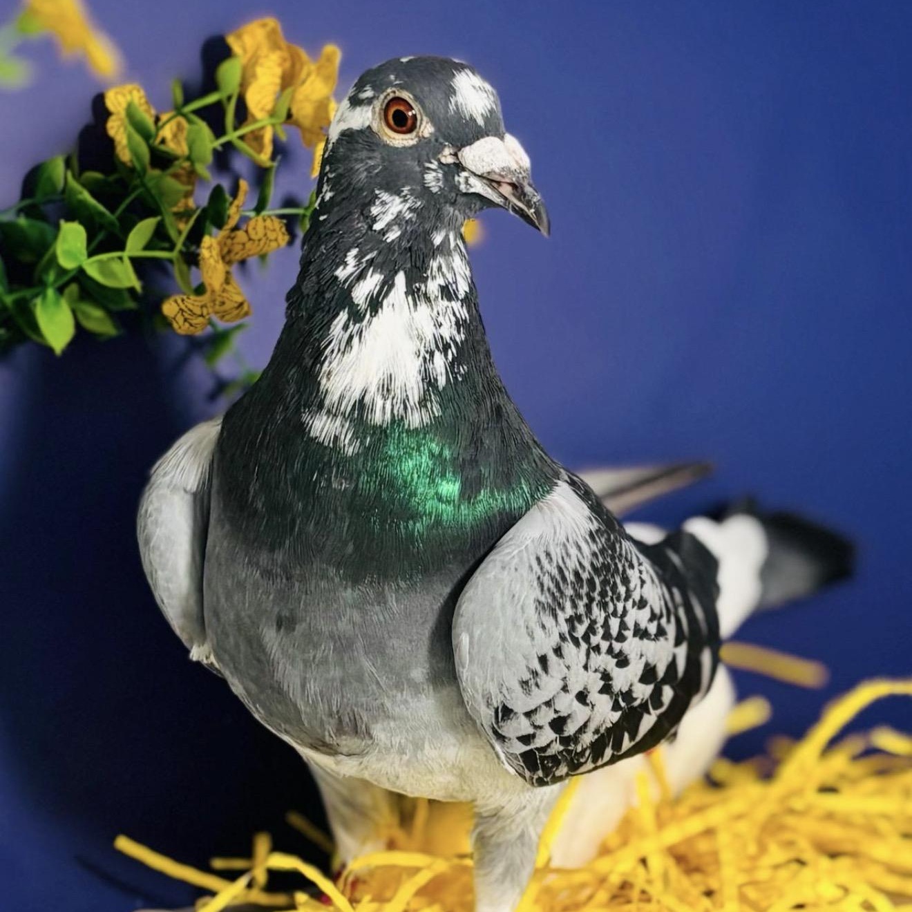 Tetela , ADOPTABLE, Adult Unknown Pigeon.