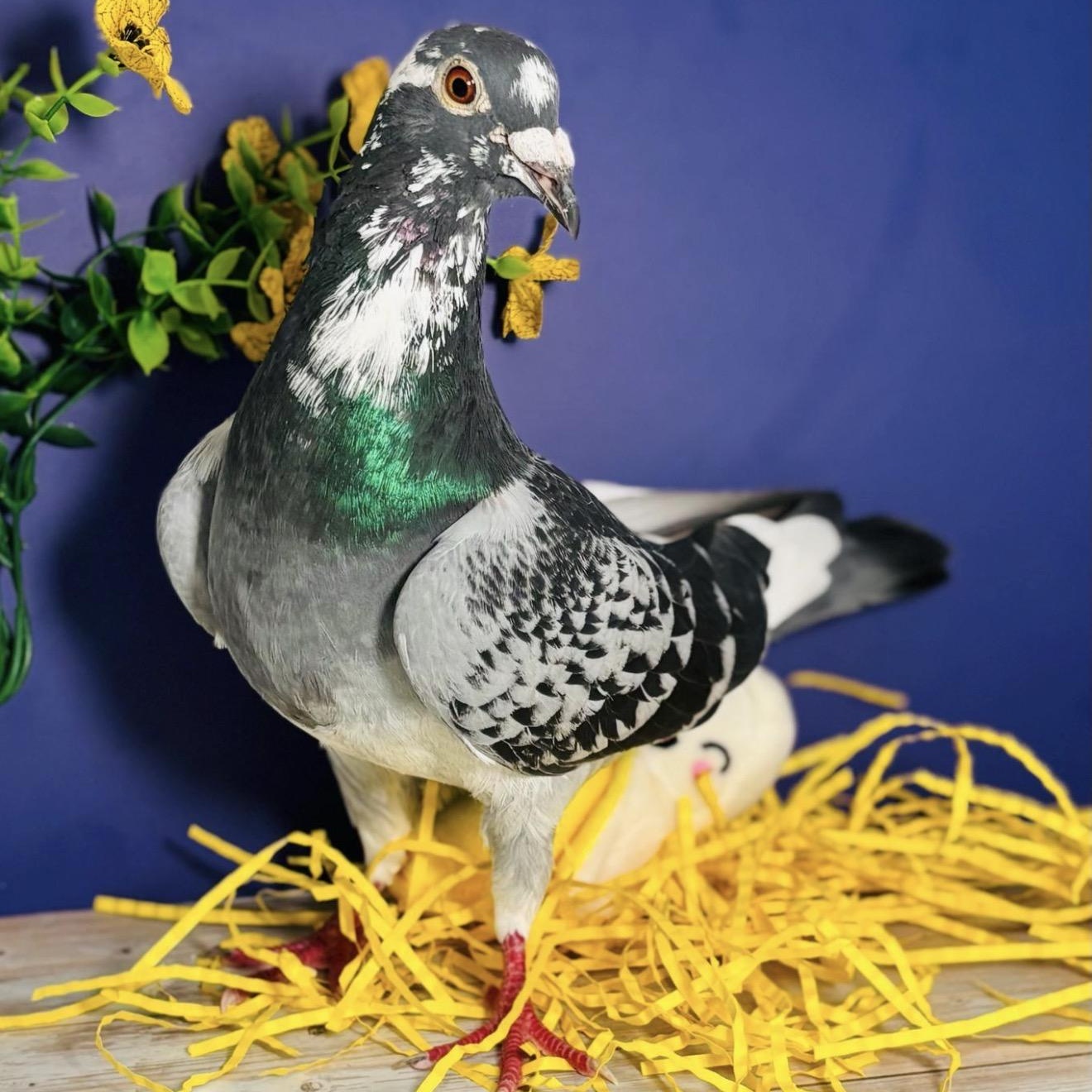 Tetela , a ADOPTABLE Pigeon in Chicago, IL image 2/4