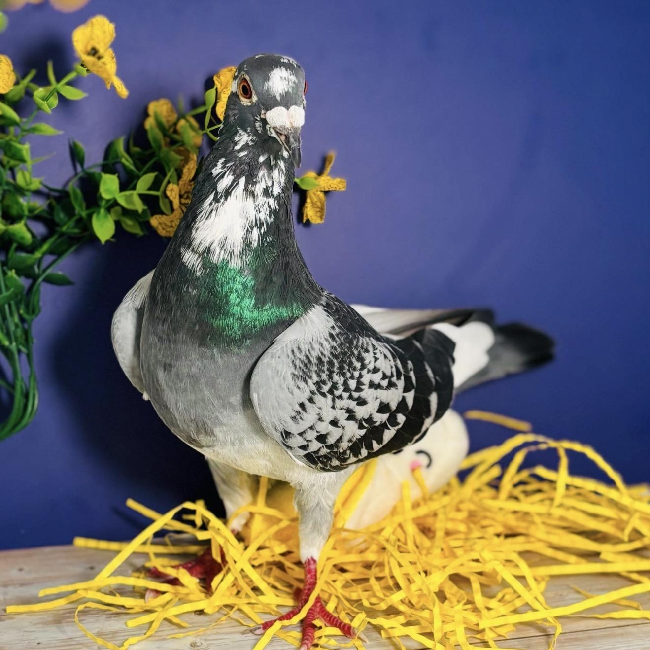 Tetela , a ADOPTABLE Pigeon in Chicago, IL image 4/4