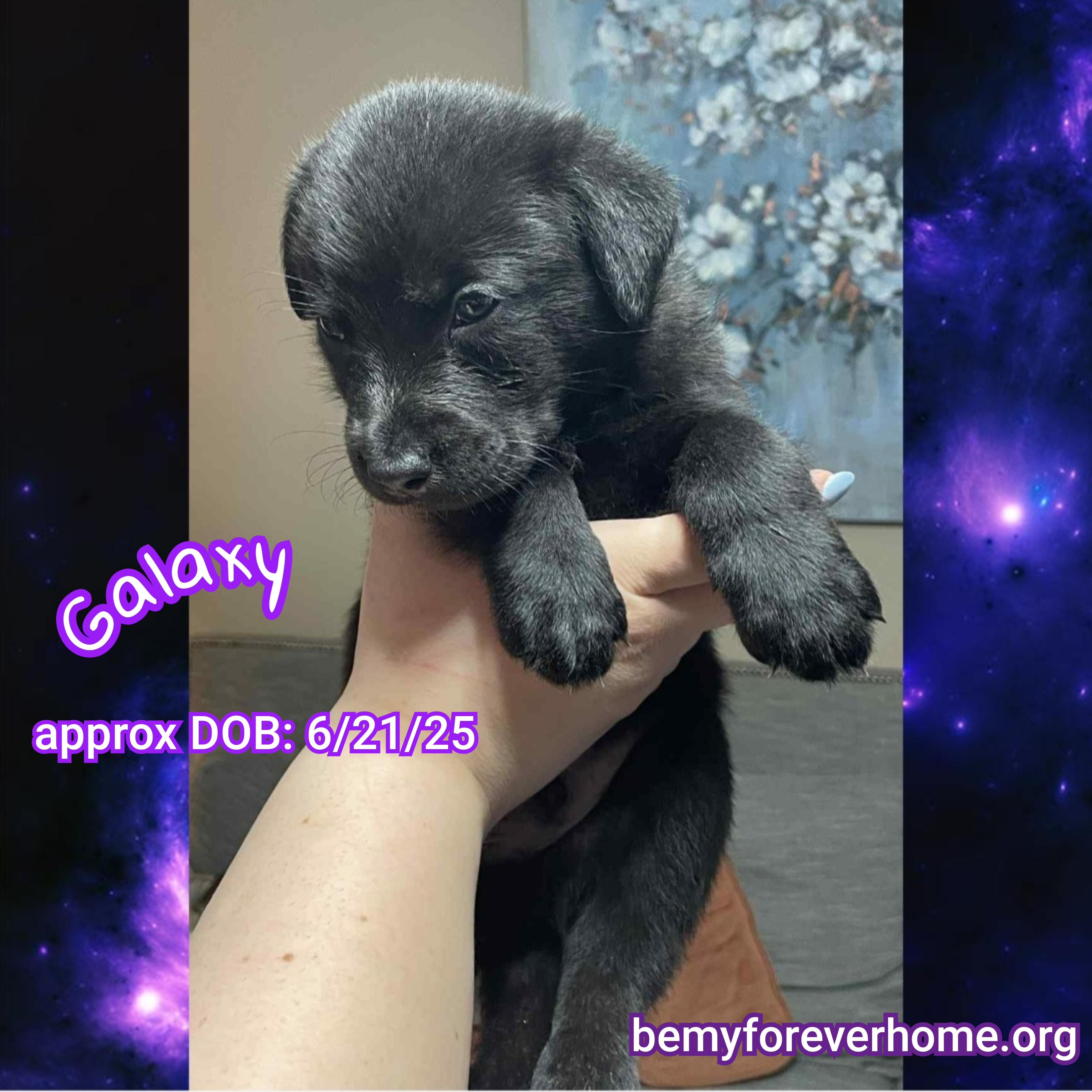 Galaxy