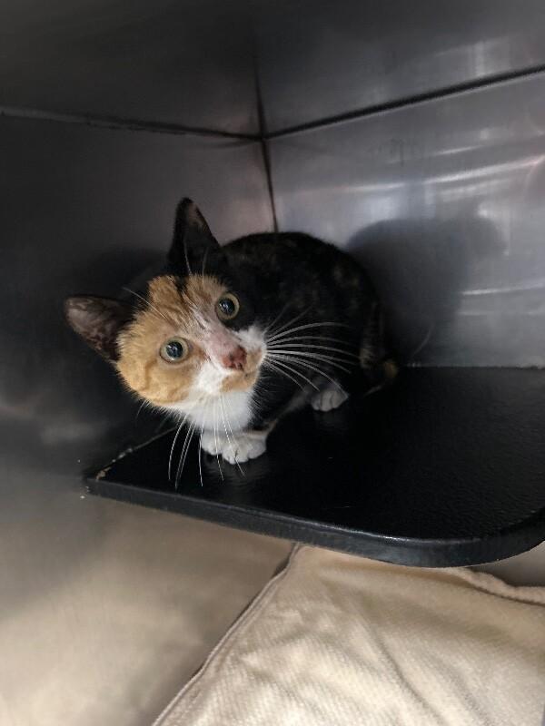 Enlarge Lavender, a Adoptable Domestic Short Hair in Burgaw, NC image 1/2